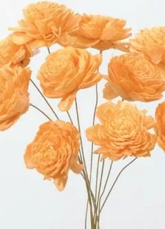 日本大地農園   索拉小玫瑰 32081-360  橙色