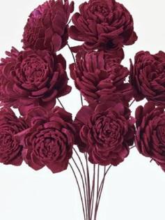 日本大地農園   索拉小玫瑰 32081-470  浪漫紅紫