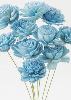 日本大地農園   索拉小玫瑰 32081-620  雪藍