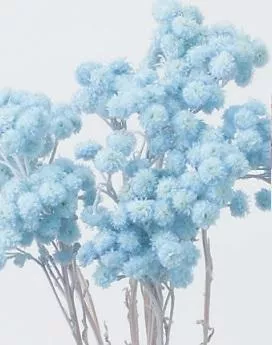 日本大地農園 蠟菊 32052-621 晴山藍