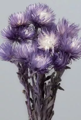 日本大地農園 乾燥旱雪蓮 32000-440 夢蘭紫