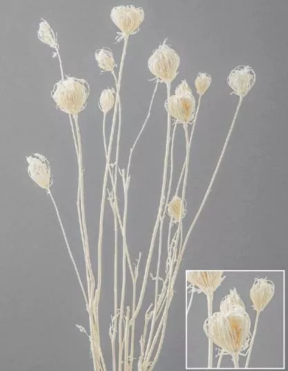日本大地農園 乾燥野茴香 42200-011 象牙白