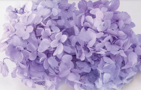 日本大地農園 金字塔繡球花 混色 01515-441 紫白