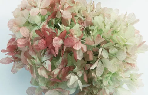 日本大地農園 金字塔繡球花 混色 01515-700 蘋果綠紅