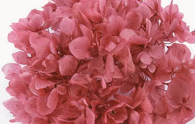 日本大地農園 大葉繡球花 01900-211 嬌豔紅
