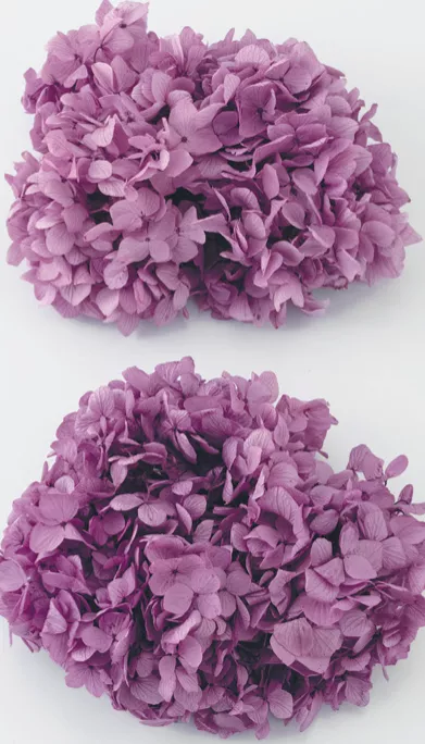 日本大地農園 大葉繡球花 01900-401 茄紫