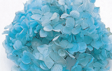 日本大地農園 大葉繡球花 01900-601 青天藍