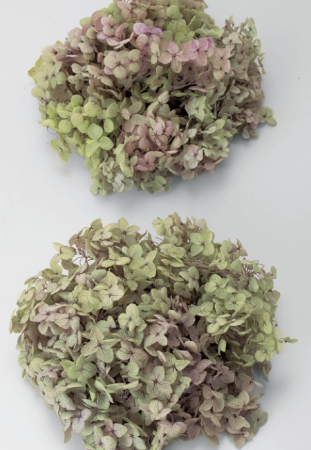 日本大地農園 安娜貝爾繡球花 02160-471 綠帶粉
