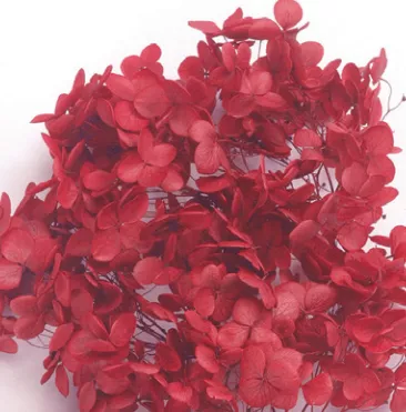 日本大地農園 安娜貝爾繡球花 02160-301 亮麗紅