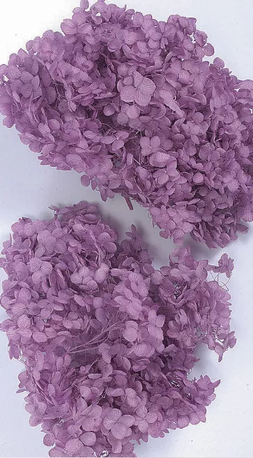 日本大地農園 安娜貝爾繡球花 02160-401 茄紫