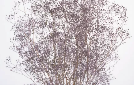 日本大地農園 迷你滿天星 00010-412  葡萄紫