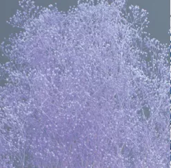 日本大地農園 迷你滿天星 00010-441   薰衣草紫