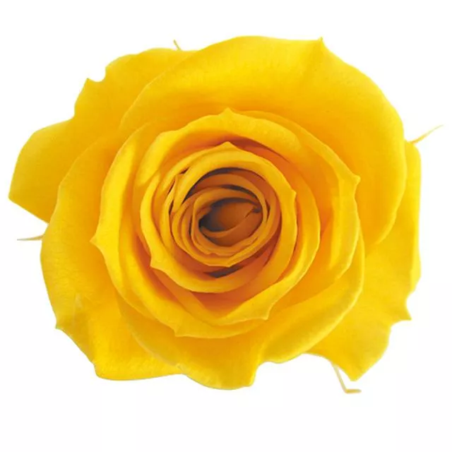 日本Florever 中玫瑰 FL070-17 金黃色
