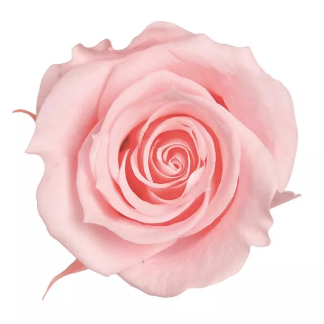日本Florever 中玫瑰 FL070-30 乳粉色