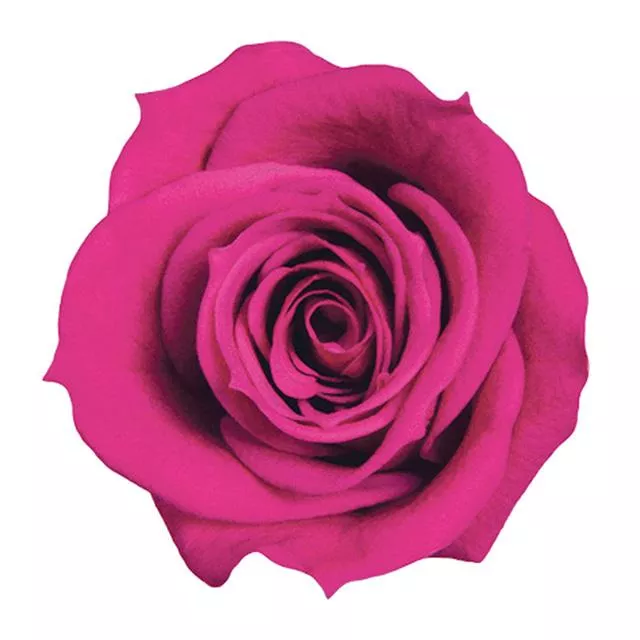 日本Florever 中玫瑰 FL070-58 紫粉色