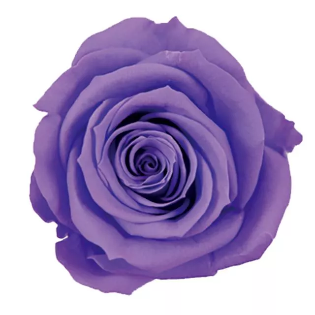 日本Florever 中玫瑰 FL070-86 極光紫