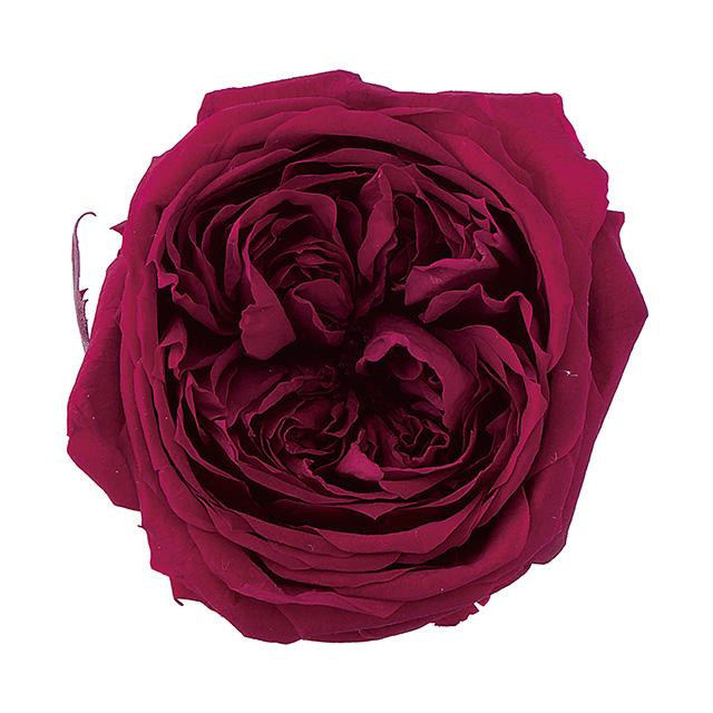 日本大地農園 庭園玫瑰  02460-471  紫紅