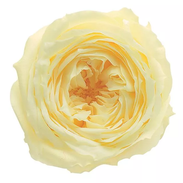 日本大地農園 庭園玫瑰  02460-501   陽光黃