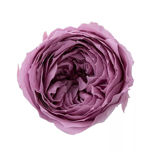 日本大地農園 庭園玫瑰  02460-441  薄荷紫