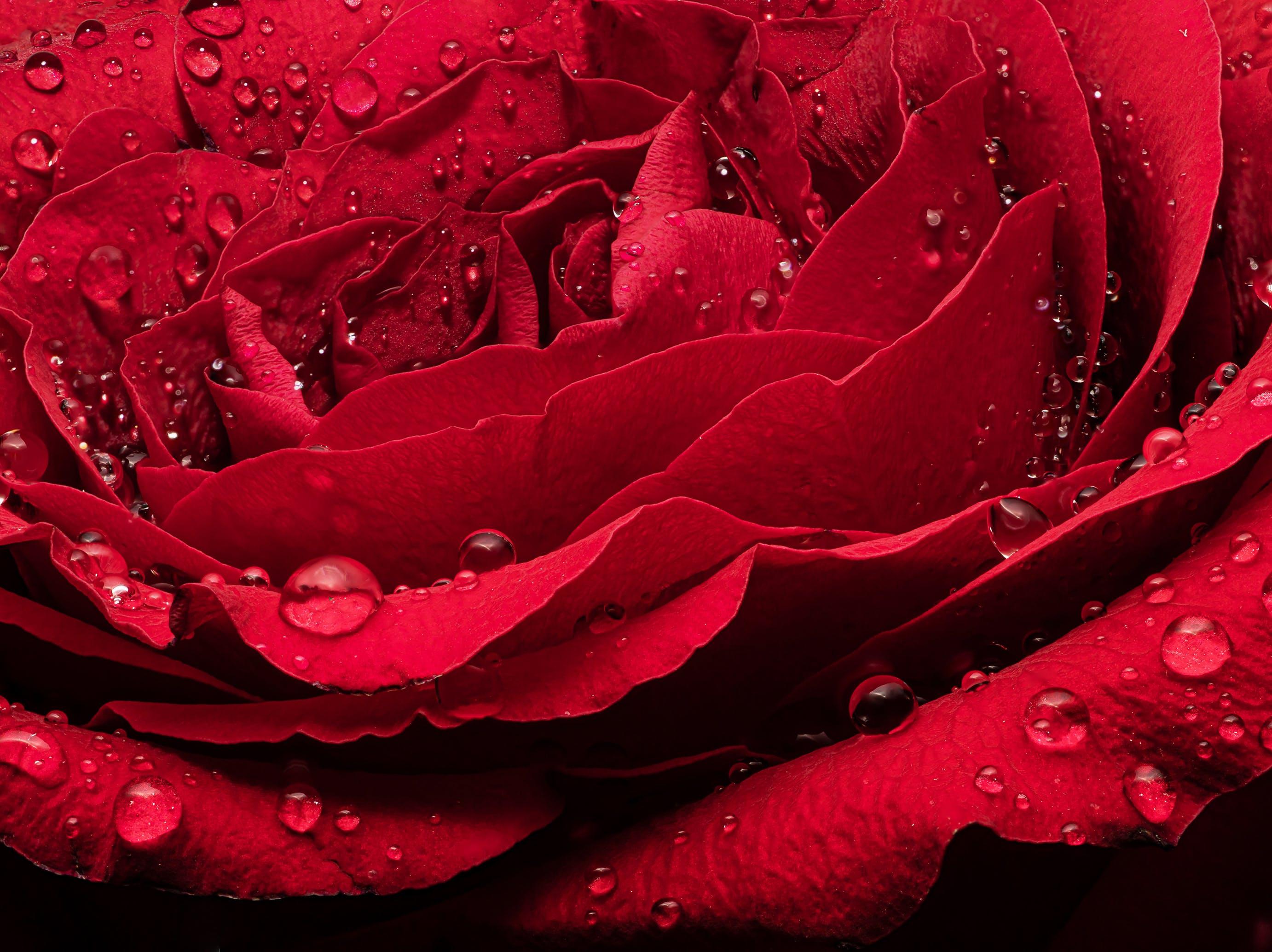 露水點點、層層花瓣嬌豔盛開的玫瑰，可以用溶劑萃取來得到有著甜美玫瑰香氣的玫瑰原精。