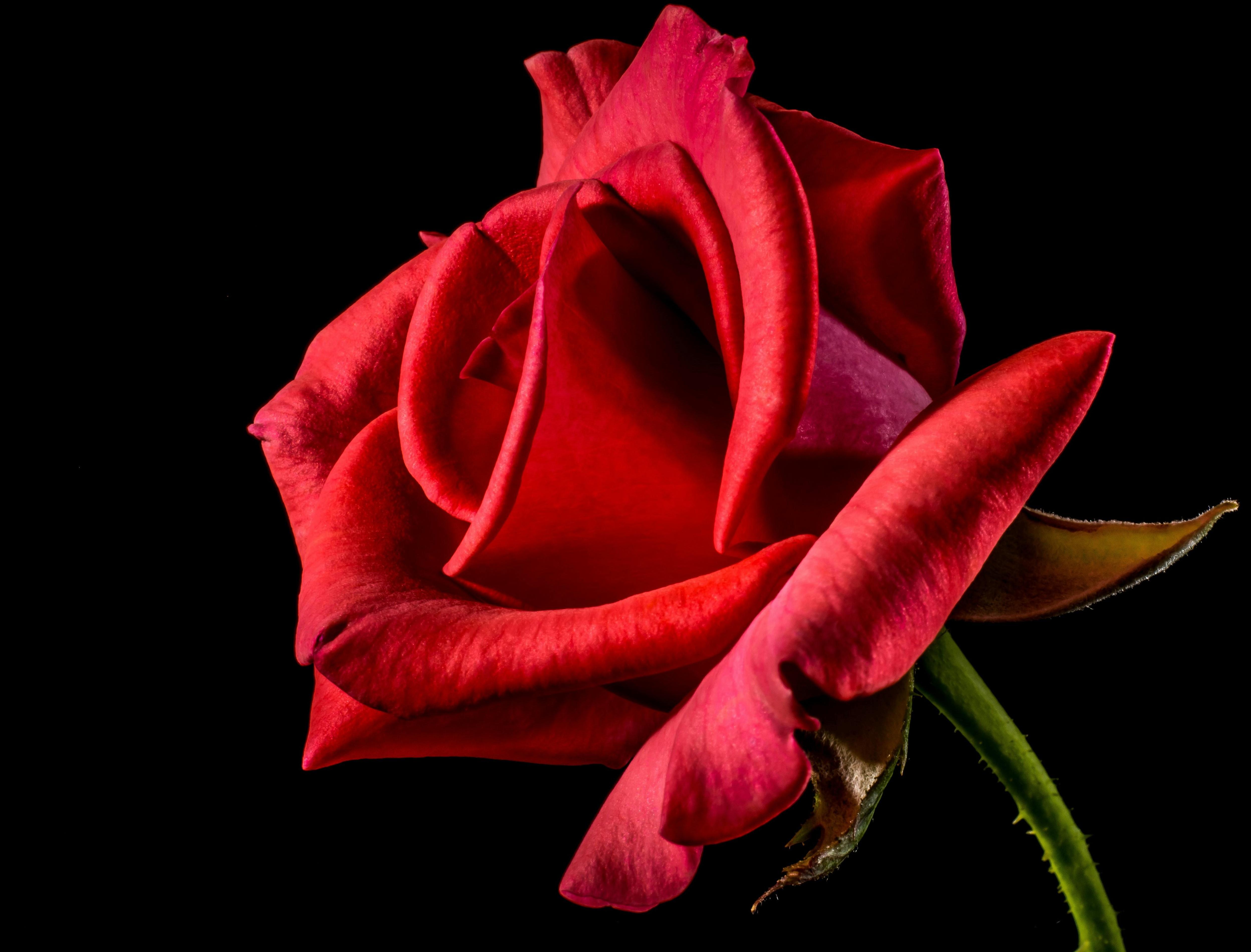 嬌美、艷麗綻放的玫瑰，用不同的萃取方法所萃取出來的香氛分子組成都會不一樣，這也是為什麼會有原精和精油的差別了！