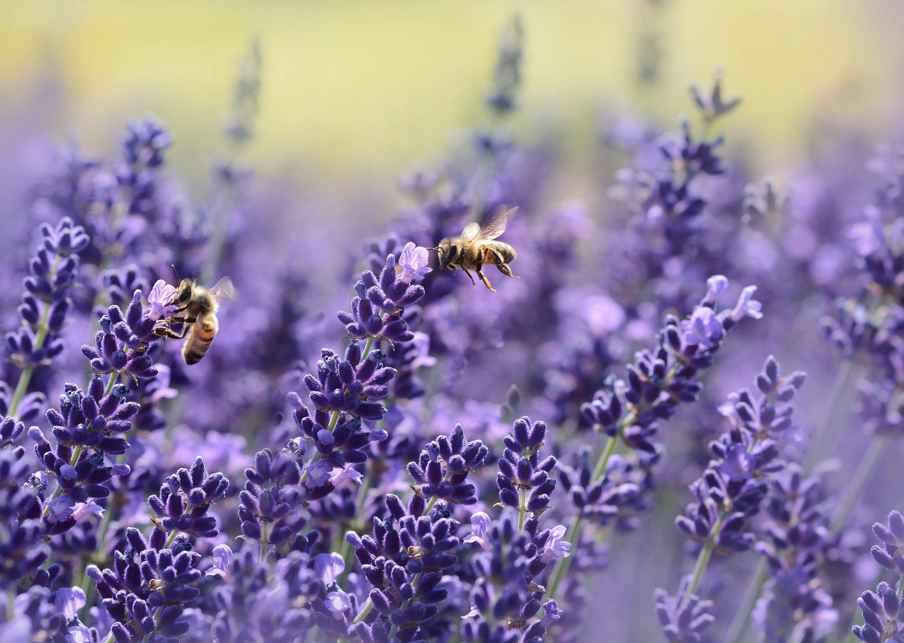 盛開的薰衣草田吸引無數蜜蜂前來採蜜，這樣的薰衣草所提煉出來的精油可以再分餾出單離單體，因此又稱天然單體。