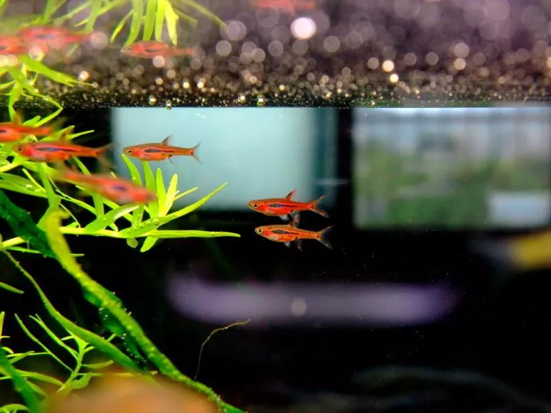 紅螞蟻燈魚、一線小丑燈1.5公分*單隻