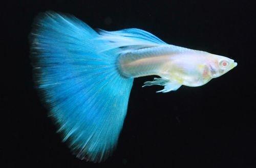 藍尾白子孔雀魚*1對