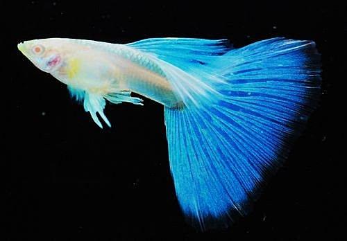 藍尾白子孔雀魚*1對