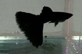 黑木炭孔雀魚*1對