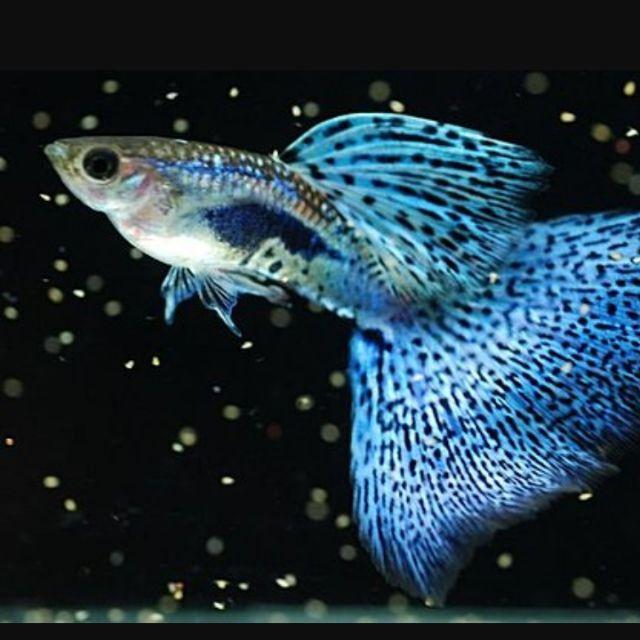 藍草尾孔雀魚*1對
