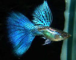 藍草尾孔雀魚*1對