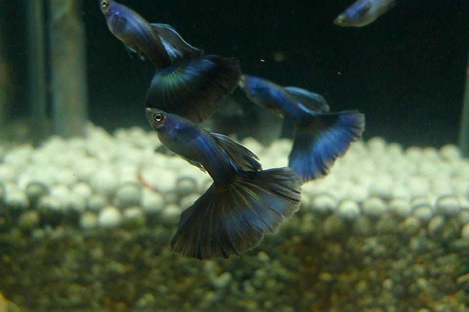 莫斯科藍孔雀魚*1對