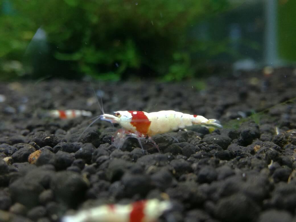 紅白水晶蝦*單隻