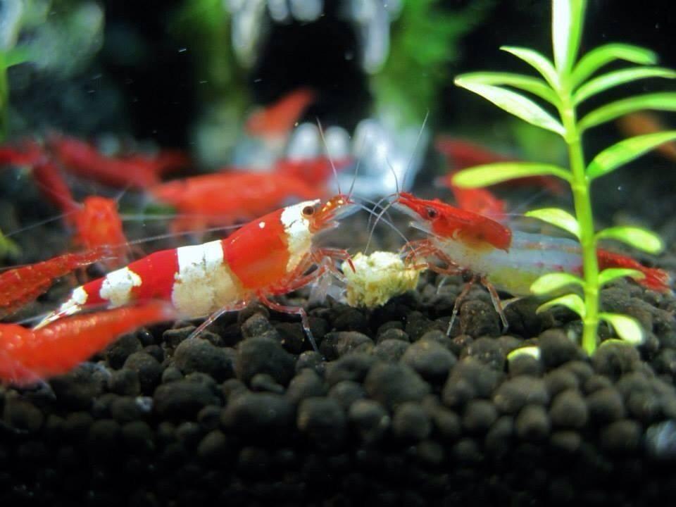 紅白水晶蝦*100隻