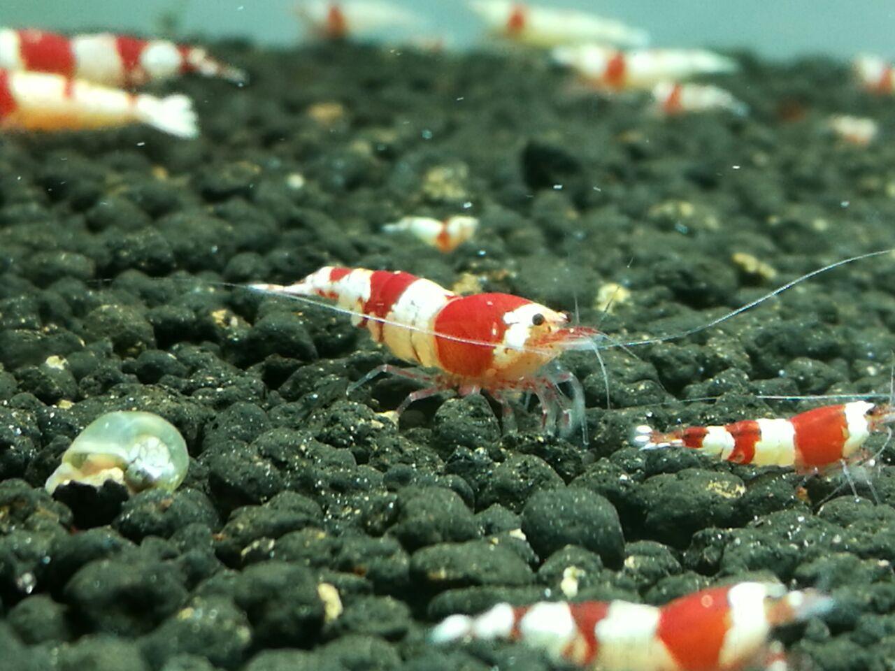 紅白水晶蝦*100隻