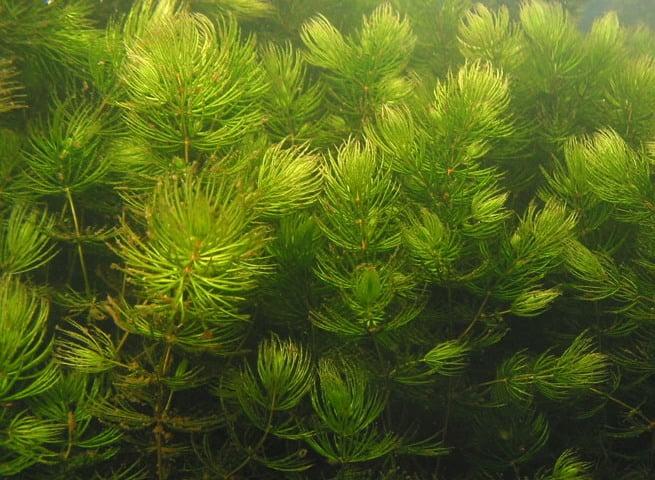 金魚藻10公分*單株