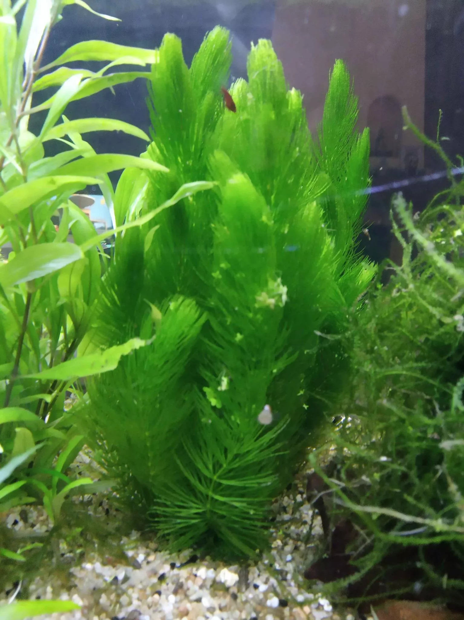 金魚藻10公分*單株