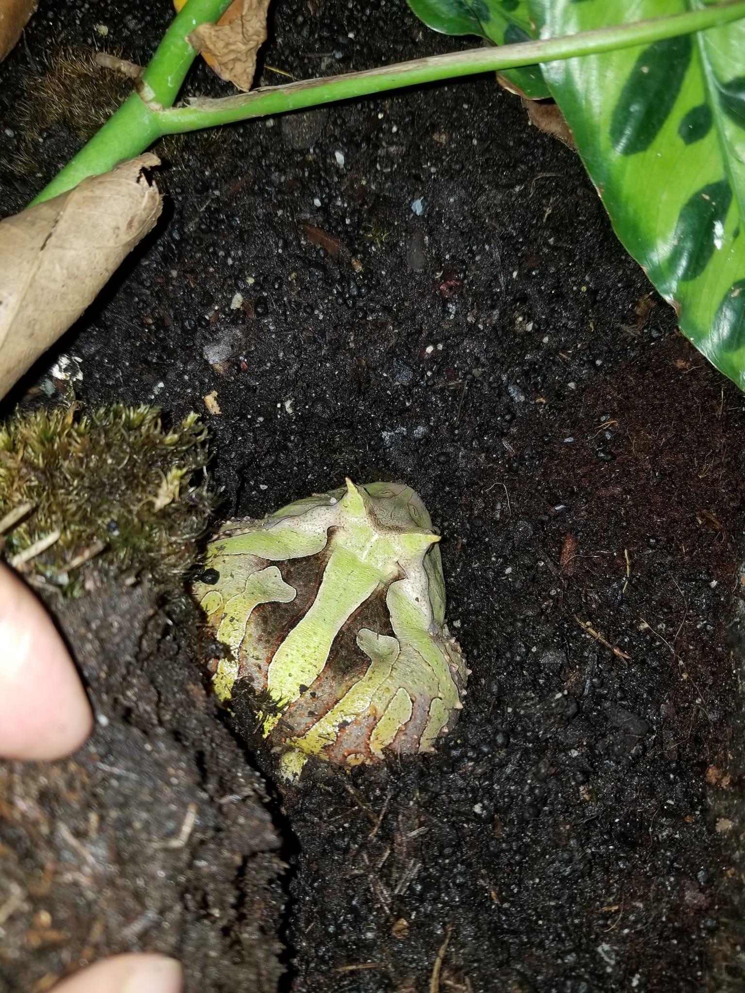 綠霸王角蛙3-5公分*單隻