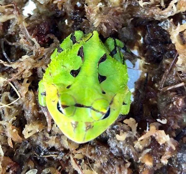 綠霸王角蛙3-5公分*單隻