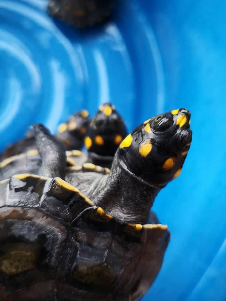 忍者龜、黃頭側頸龜*單隻