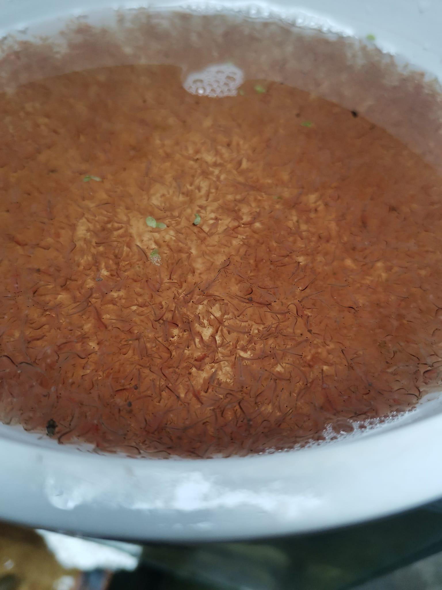 豐年蝦磚*1公斤(冷凍飼料、餌料)