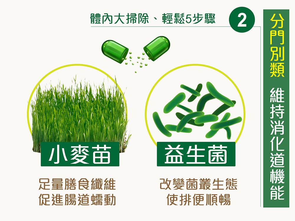 綠能量膠囊食品，第二步：分門別類，維持消化道機能。小麥苗：足量膳食纖維、促進腸道蠕動、益生菌：改變菌叢生態、使排便順暢