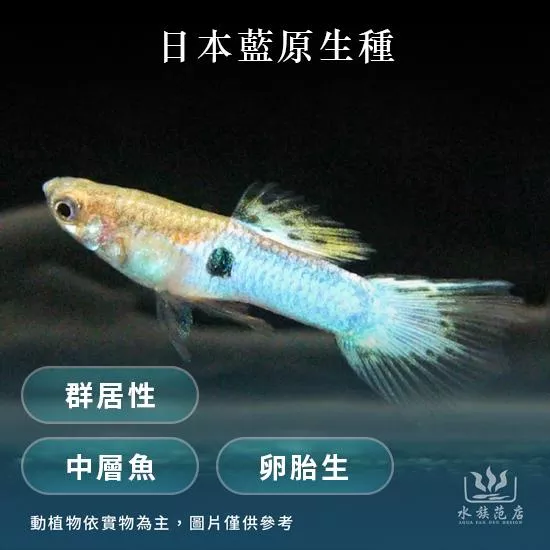 日本藍原生種/孔雀魚