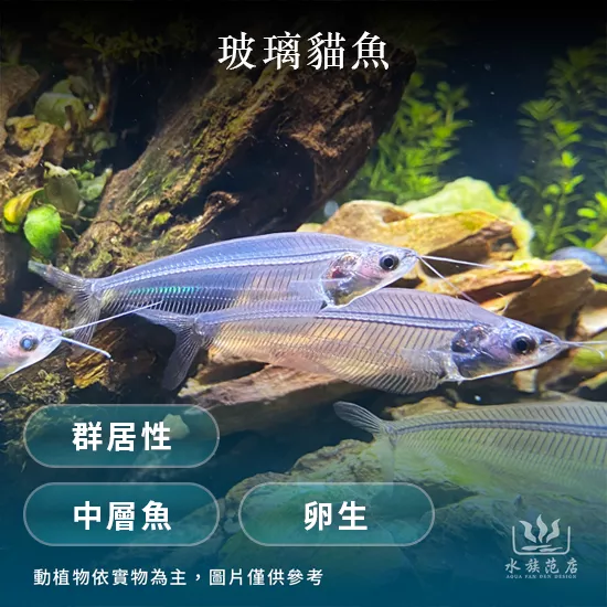 玻璃貓魚(透明魚)/卵生/中層魚/群居性