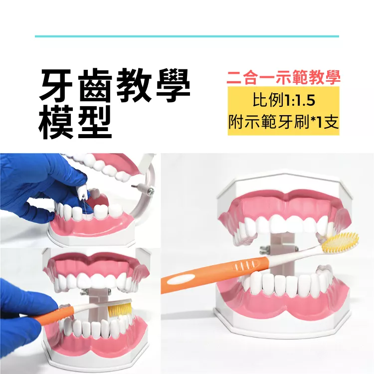 【教具】牙齒模型