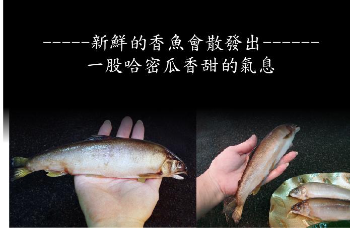 鮮嫩母香魚(6尾)