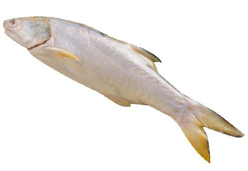 鮮嫩午仔魚(150-180g