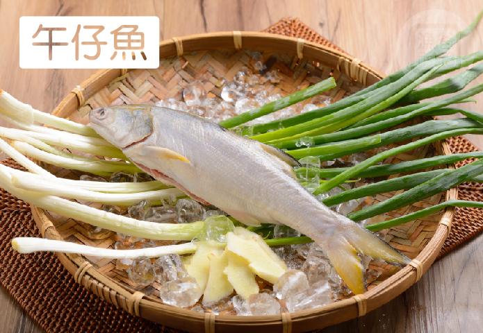 鮮嫩午仔魚(300g/尾